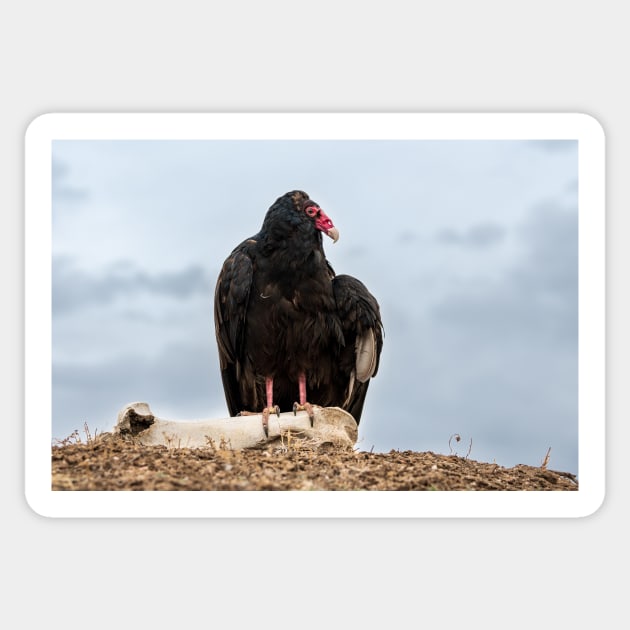 Turkey buzzard Sticker by gdb2